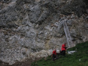 They climb with ladders to the nests