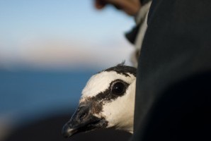 nog even niet aan de beurt