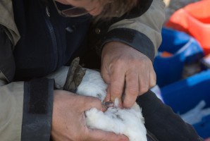 het geslacht van de gans bepalen