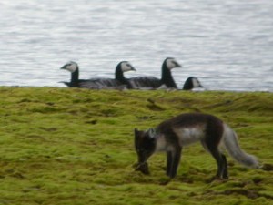 a young of last year visiting the den