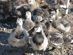 goslings