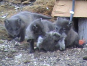 de pups hebben een ganzenkuiken gekregen