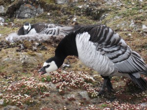 a male goose, trying to impress me