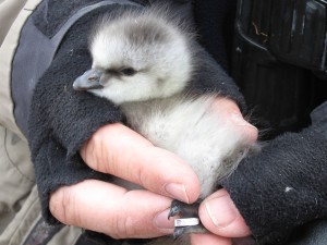 het heeft een webtag aan het zwemvlies