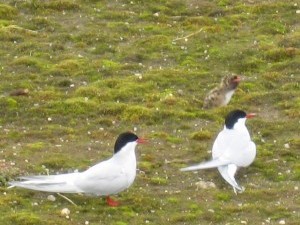 terns with hatched chick