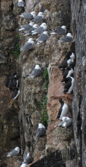 de vogelklif Ossian Sarsfjellet
