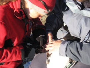 Cecilia Sandström is taking a blood sample