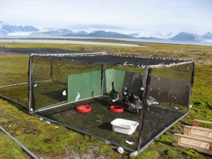 de ganzen verblijven hier drie dagen