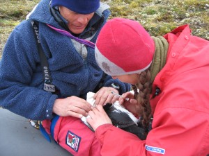 taking a small blood sample