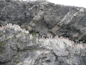 a bird cliff with brünnich's guillemot