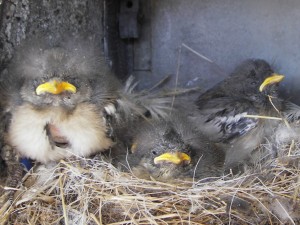 a nest of snowbuntings in a ventilation hole of the workshop