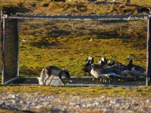 de vos valt de ganzen lastig