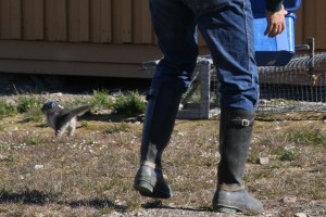 loslaten van de puppy