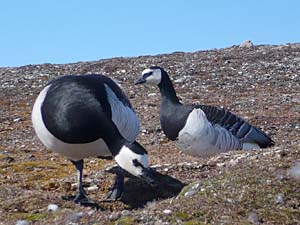 A Barnacle Geese pair