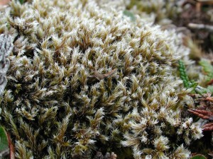 Racomitrium op de droge toendra