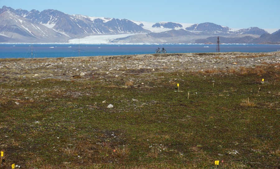 Greenland Lemmings' Collapse Pushes Predators to Brink, Science